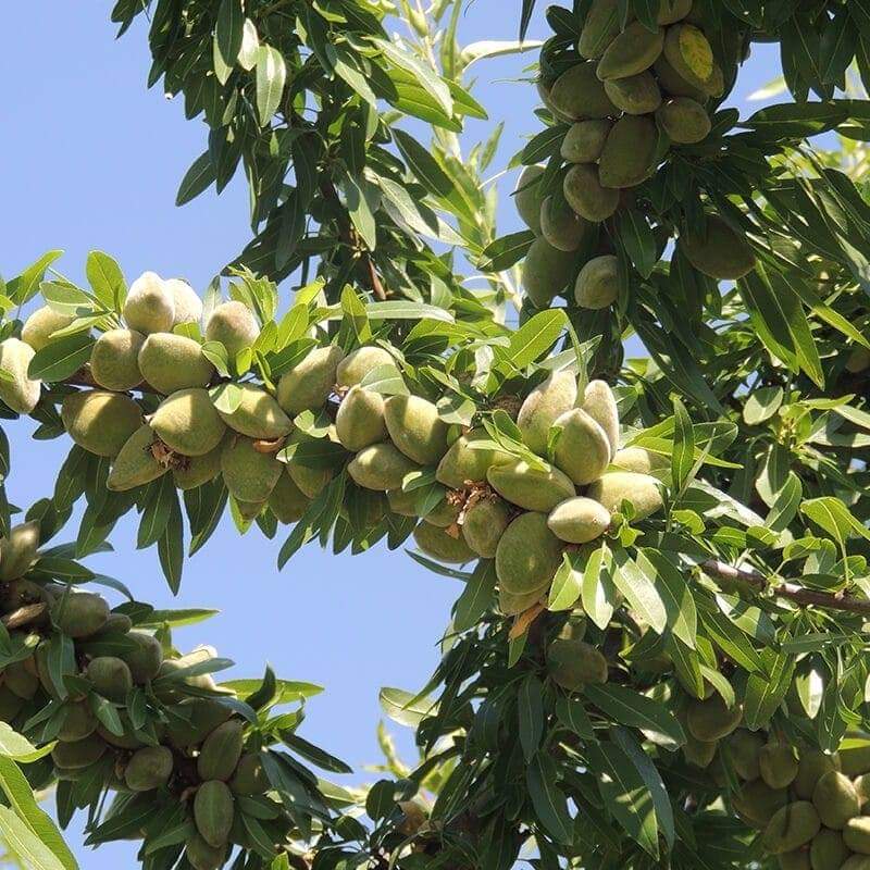 FERRAGNES BADEM FİDANI